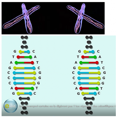 Chromosomes_et_genes.PNG