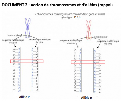 Coup_de_pouce_Chromosomes_et_alleles.PNG