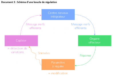 Exemple_de_boucle_de_regulation.png