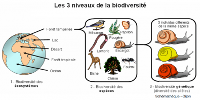 Les_3_niveaux_de_la_biodiversite.PNG