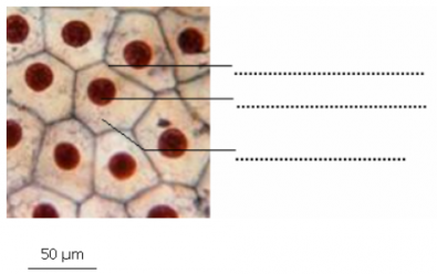 Micrographie_de_cellules_animales.PNG