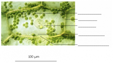 Micrographie_de_cellules_vegetales.PNG