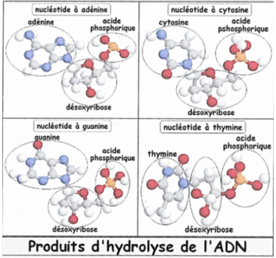 Produits_de_l_hydrolyse_de_l_ADN.PNG