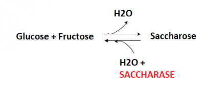 Reactions_d_hydrolyse_du_saccharose.png