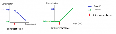 Respiration_fermentation_EXAO.png