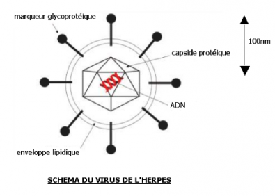 Schema_d_un_virus.PNG