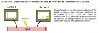 Sens_de_circulation_de_l_information_nerveuse.png
