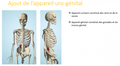 anat_humaine_systeme_uro_genital.PNG