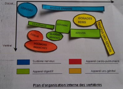 modelisation_organisation_vertebres_homme_et_hareng.PNG