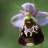 ophrys01.jpg
