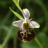 ophrys02.jpg