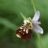 ophrys03.jpg