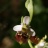 ophrys04.jpg