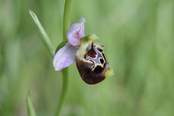 ophrys05.jpg