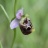 ophrys05.jpg