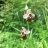 ophrys06.jpg