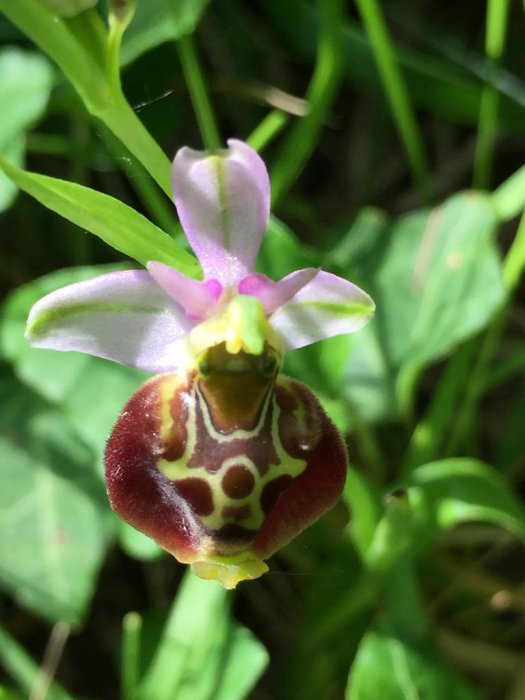 ophrys07.jpg