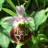 ophrys07.jpg