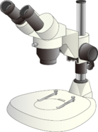 Comment utiliser la loupe binoculaire? - * ça bouge en svt ! *