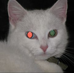 Image du chat (oeil rouge)