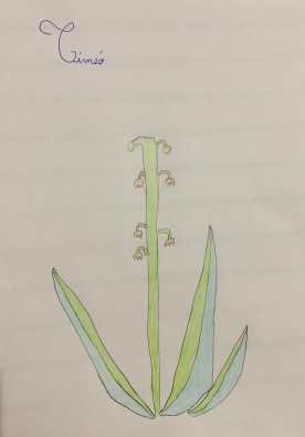 Dessin muguet.jpg