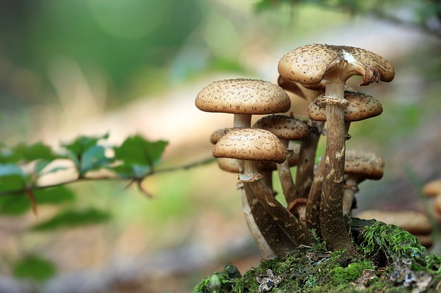 E- Ces champignons grandissent dans les lieux humides.