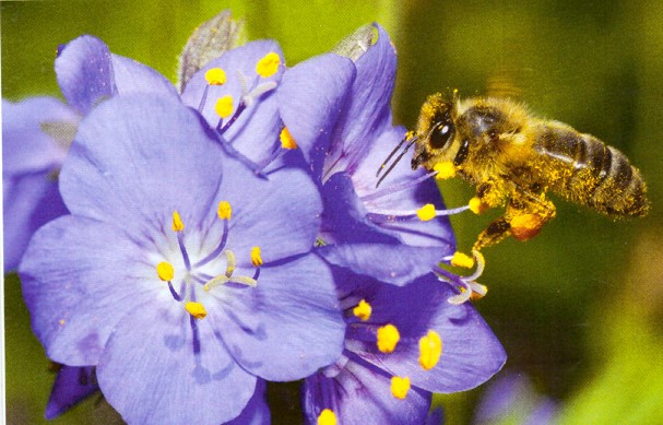 pollen et insecte