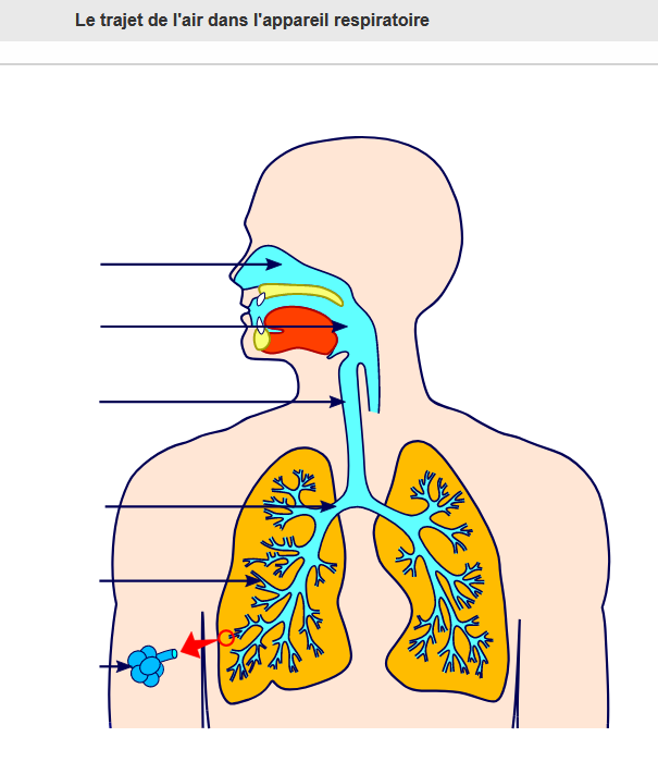 Appareil respiratoire