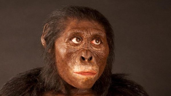 lucy-reconstitution-australopitheque.jpg