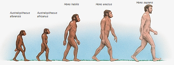 1005315-Évolution_des_hominidés.jpg