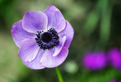 anemone-174611.jpg