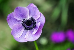 anemone-174611.jpg