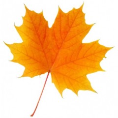 sticker-feuille-d-arbre-orange.jpg