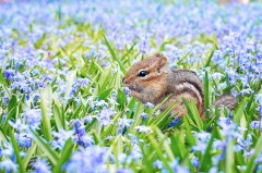 ecureuil-fleur-noix.jpg