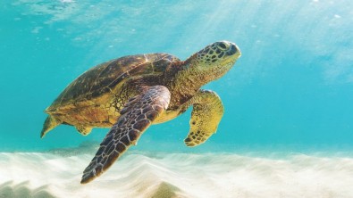 turtle-reef-life-png.jpg